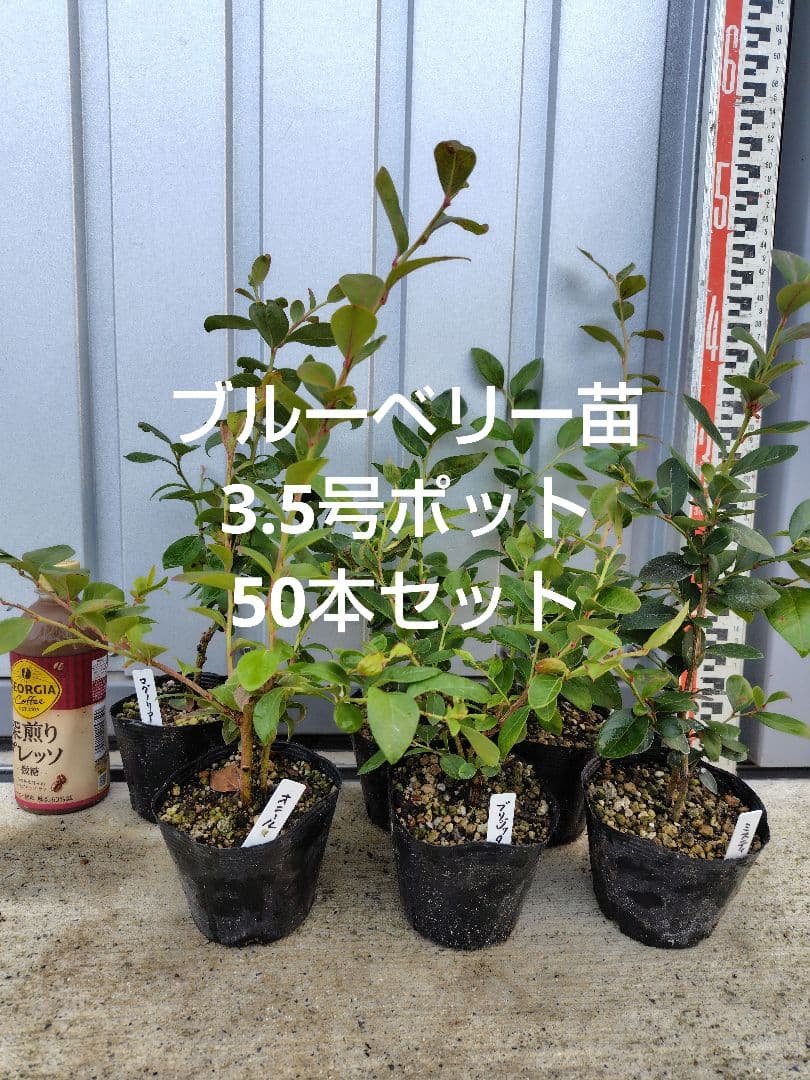 ブルーベリー苗3.5号ポット50本セット