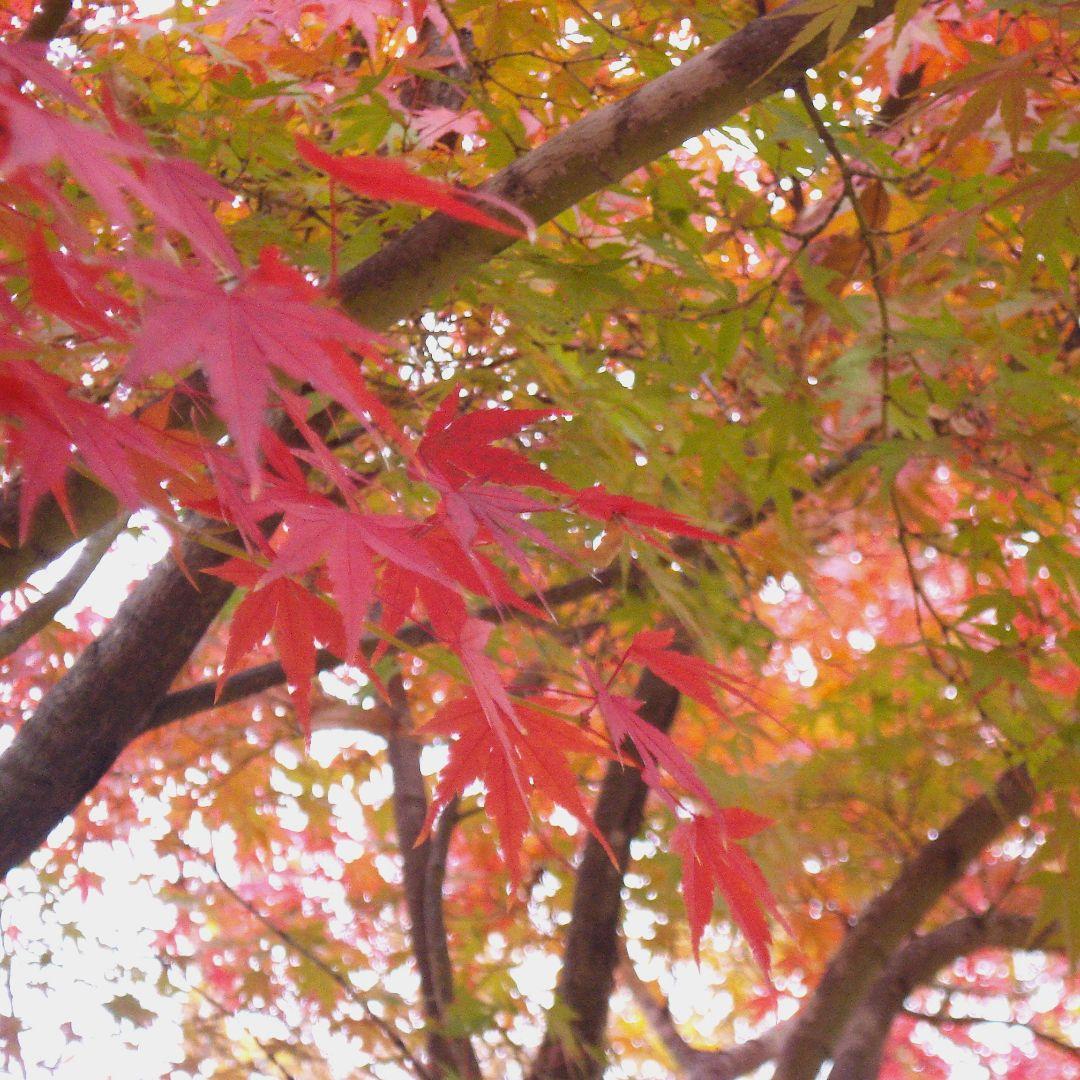 動作確認済☆SONY サイバーショット DSC-W35 ☆充電器バッテリー2個