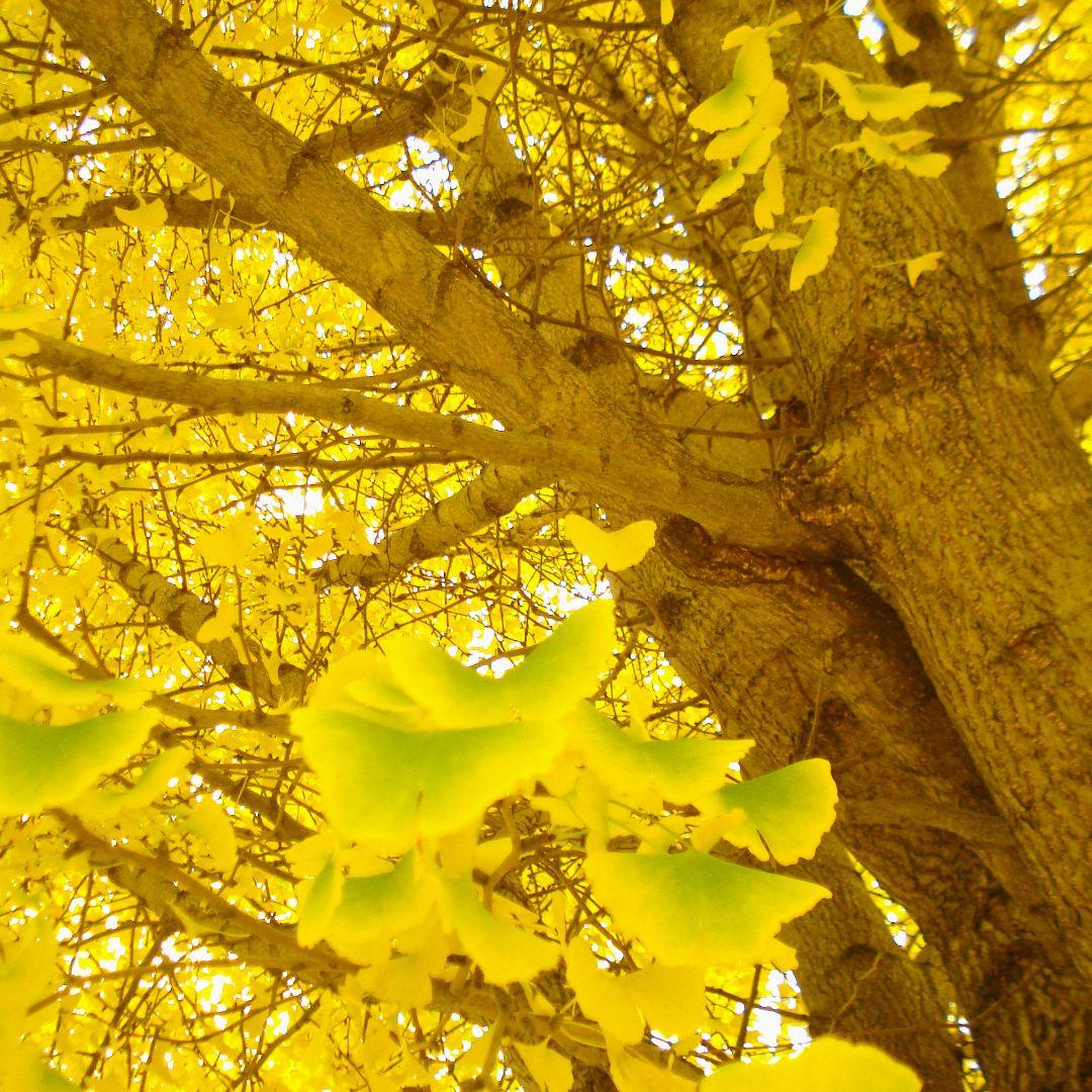 動作確認済☆SONY サイバーショット DSC-W35 ☆充電器バッテリー2個