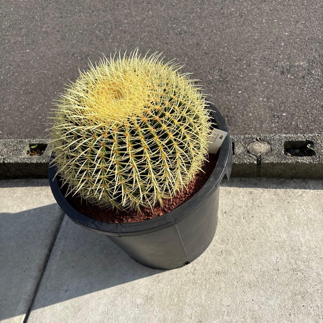 厳選　特特大　金鯱サボテン　キンシャチ　12号サイズ