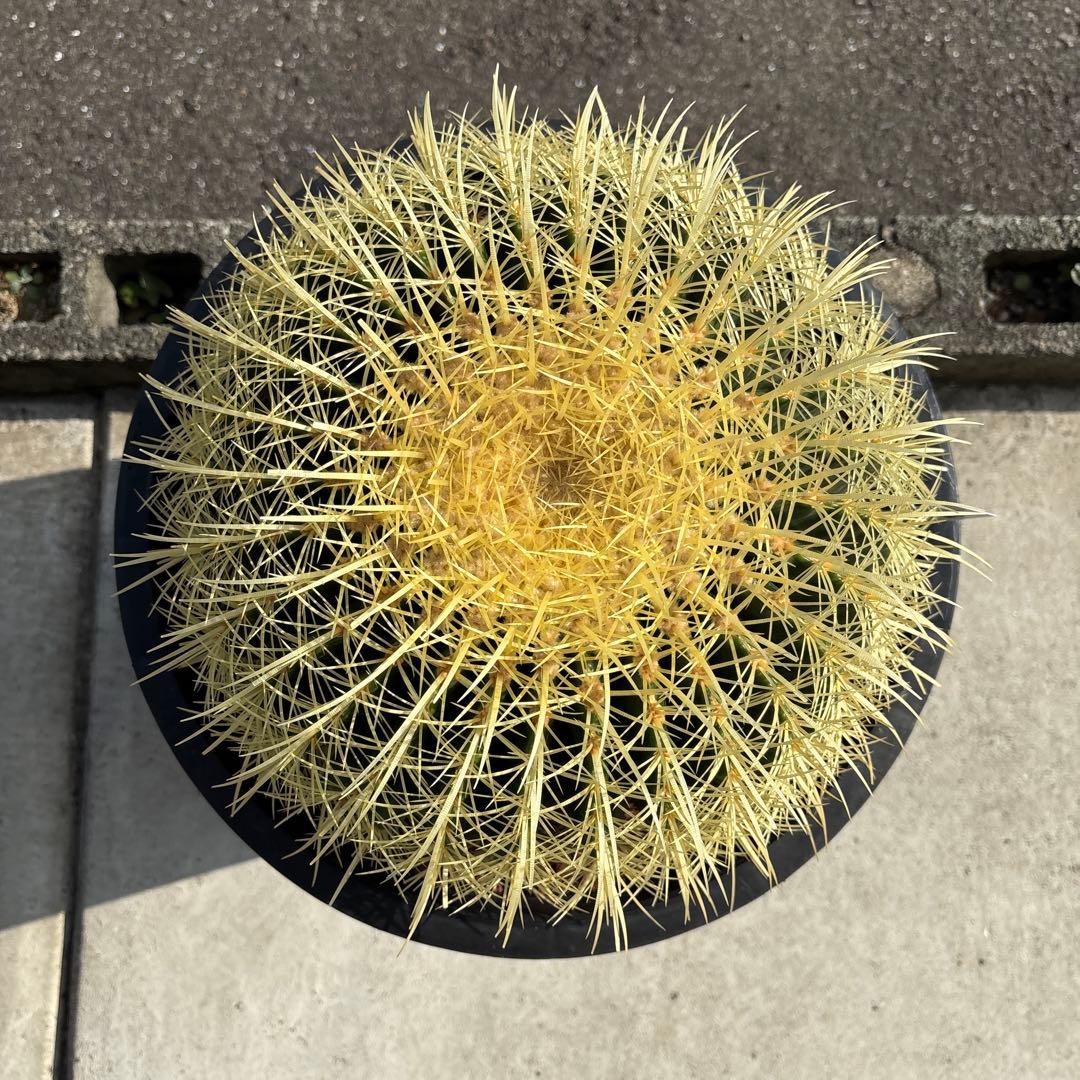 厳選　特特大　金鯱サボテン　キンシャチ　12号サイズ