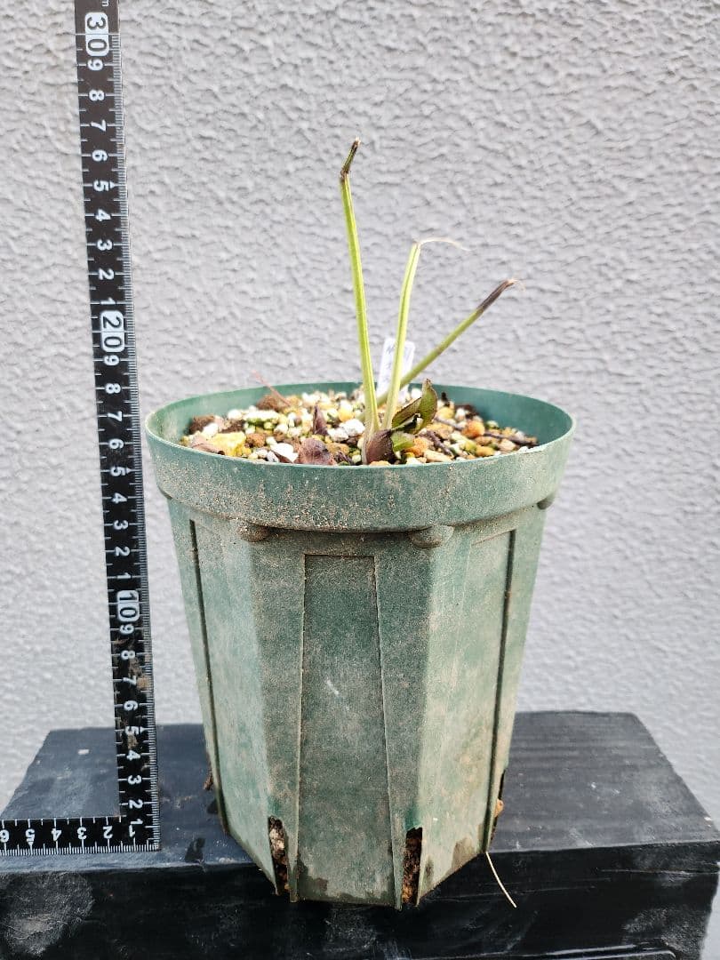 〈匿名発送〉 131 クリスマスローズ sd ポーセリン ピンク 大木ナーセリ