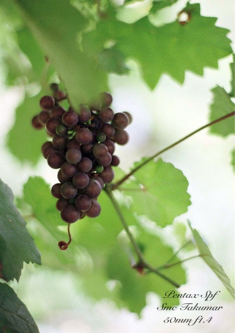 完動＊美品＊pentax spf／smc 50mm f1.4★作例多数＊初期保証