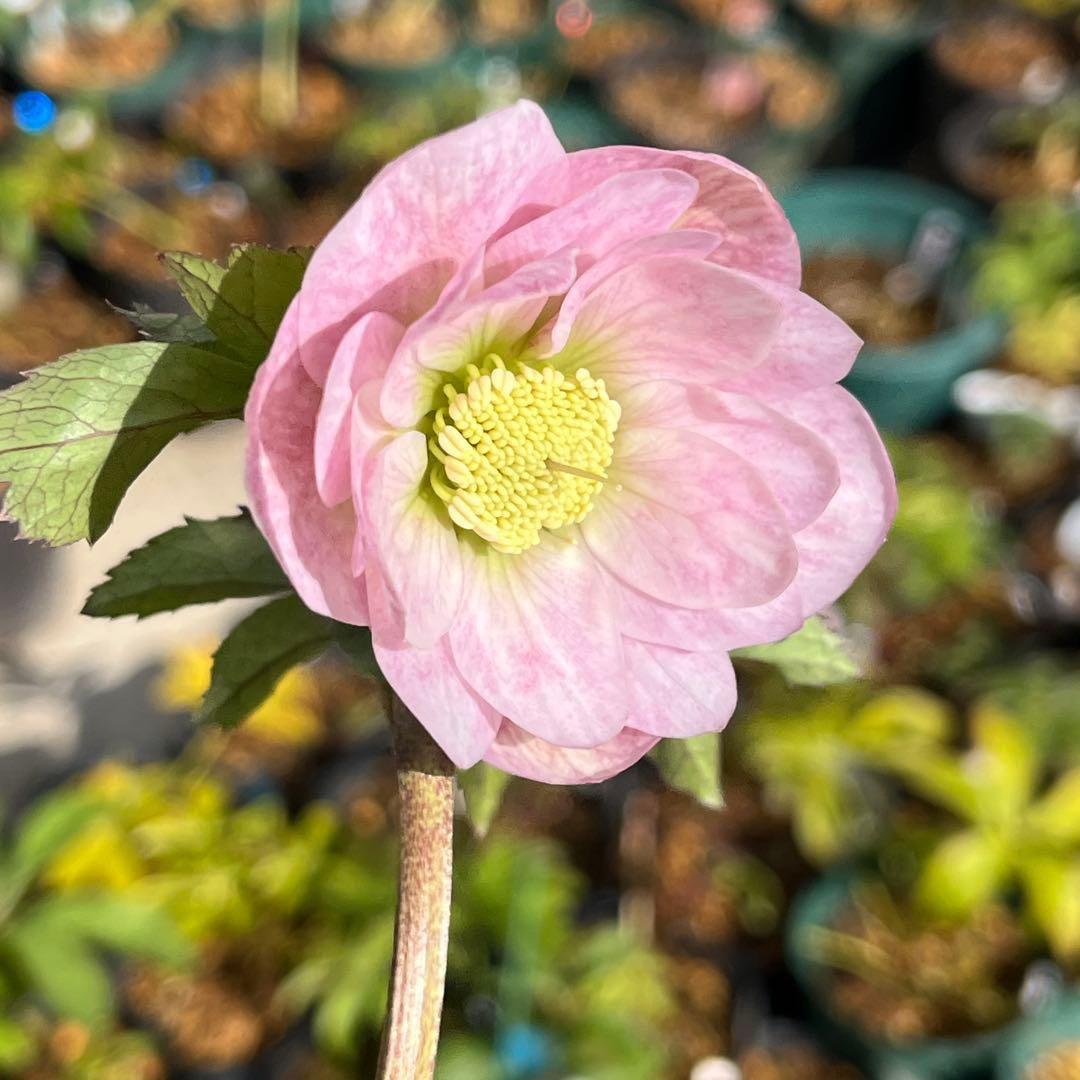 夕*え様 ❤️根パンパン❤️沢山新芽ワサワサ元気株❤️3288⭐️ふんわりパステ