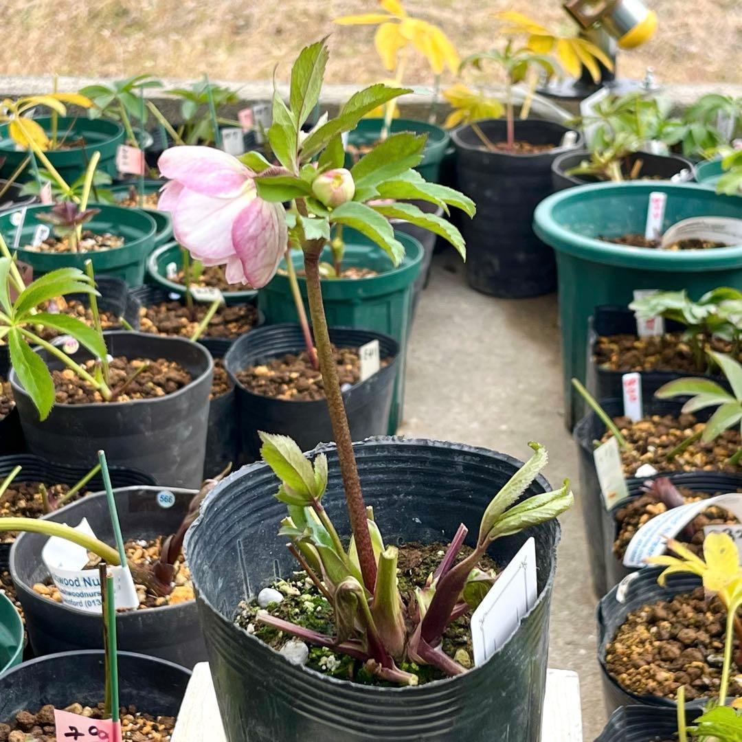 夕*え様 ❤️根パンパン❤️沢山新芽ワサワサ元気株❤️3288⭐️ふんわりパステ