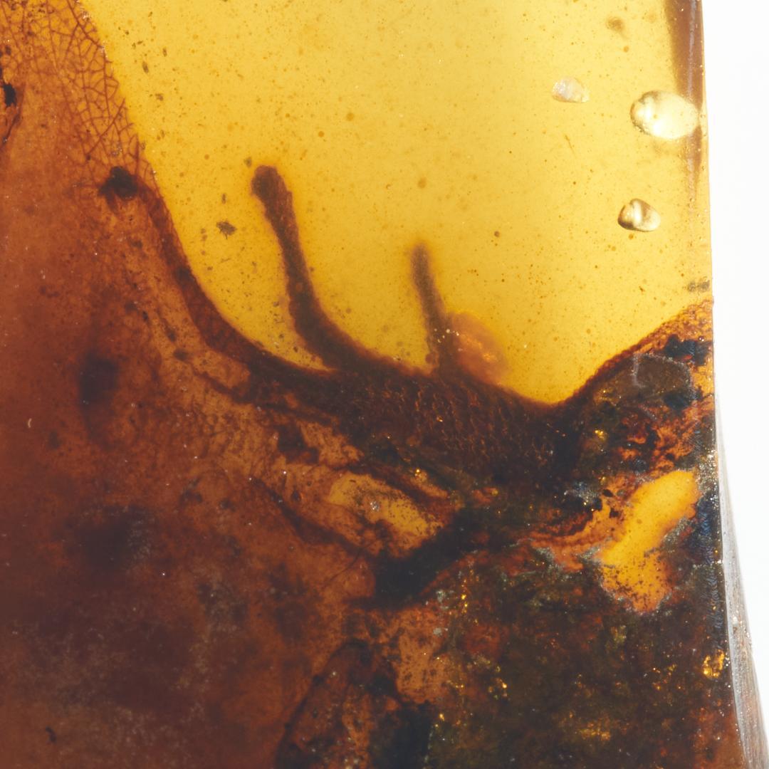 レア極上品PA118虫入り琥珀化石白亜紀の爬虫類 「爪」と「体」 9900万年前