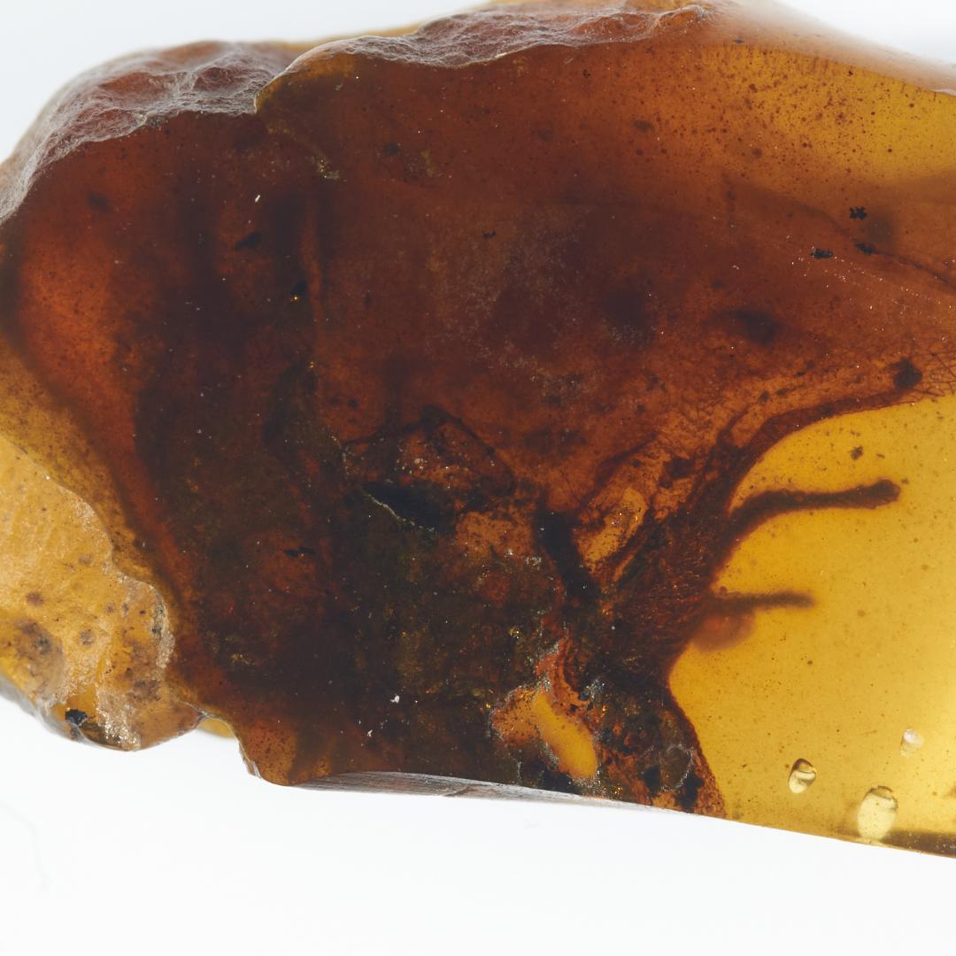 レア極上品PA118虫入り琥珀化石白亜紀の爬虫類 「爪」と「体」 9900万年前