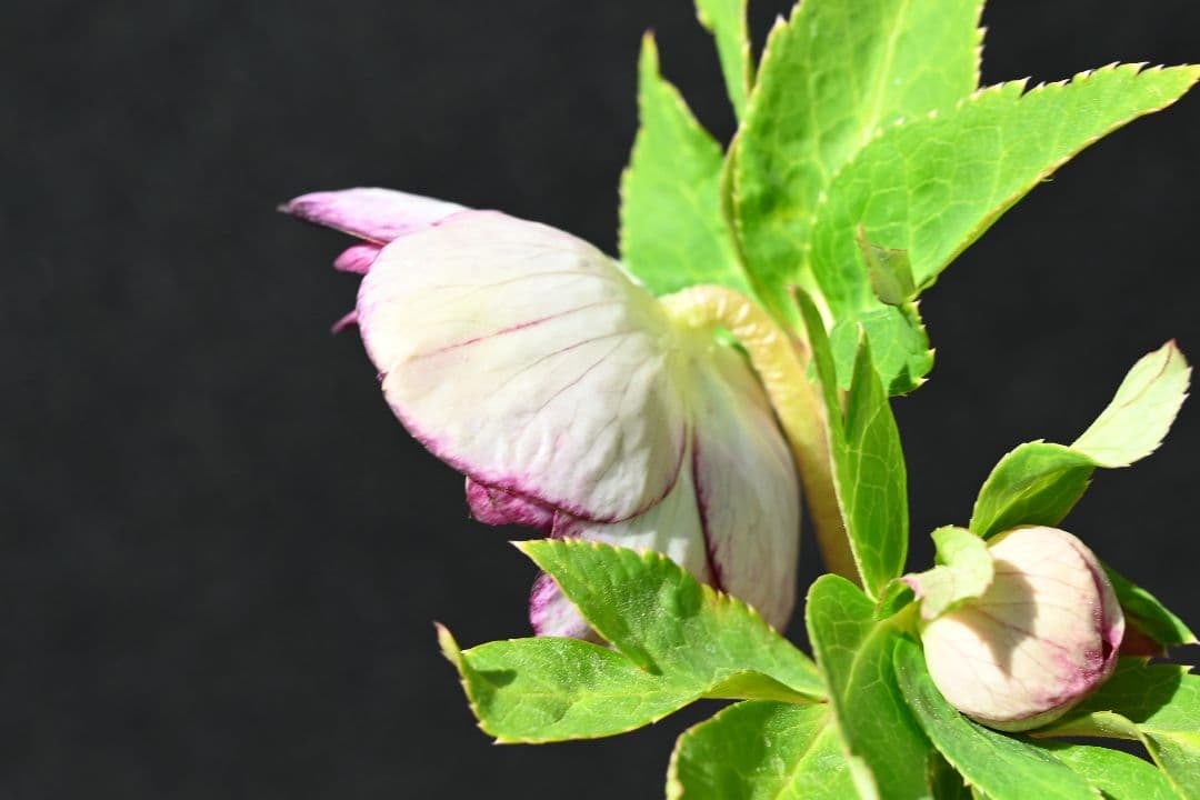 クリスマスローズ　最新花　認定グロッシー紅白　加藤農園