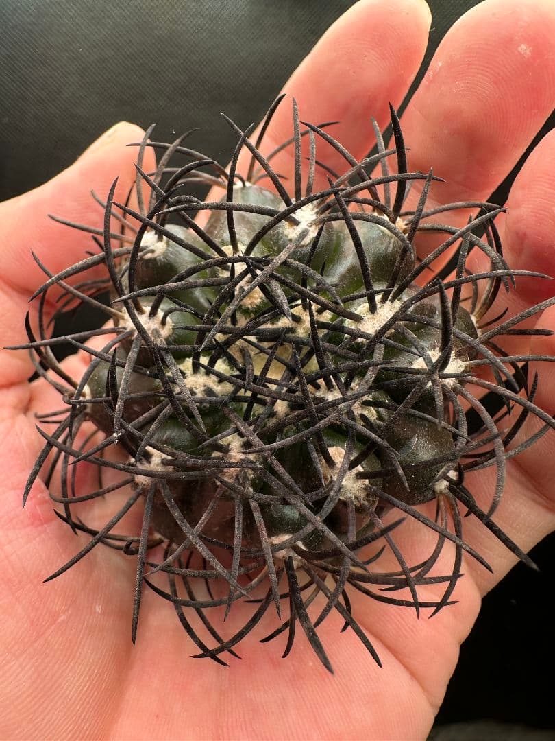 【サボテン_グリセオビオラセア】グリセオビオラセア 栗星玉 ２ 発根済