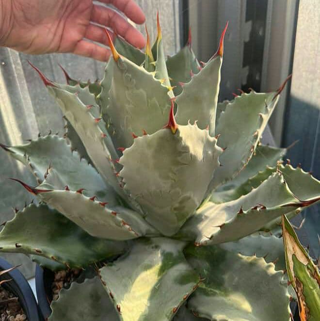 アガベ　ハイブリッド　パラサナ　マルガリータ　エボリスピナ　パリー　モンタナ