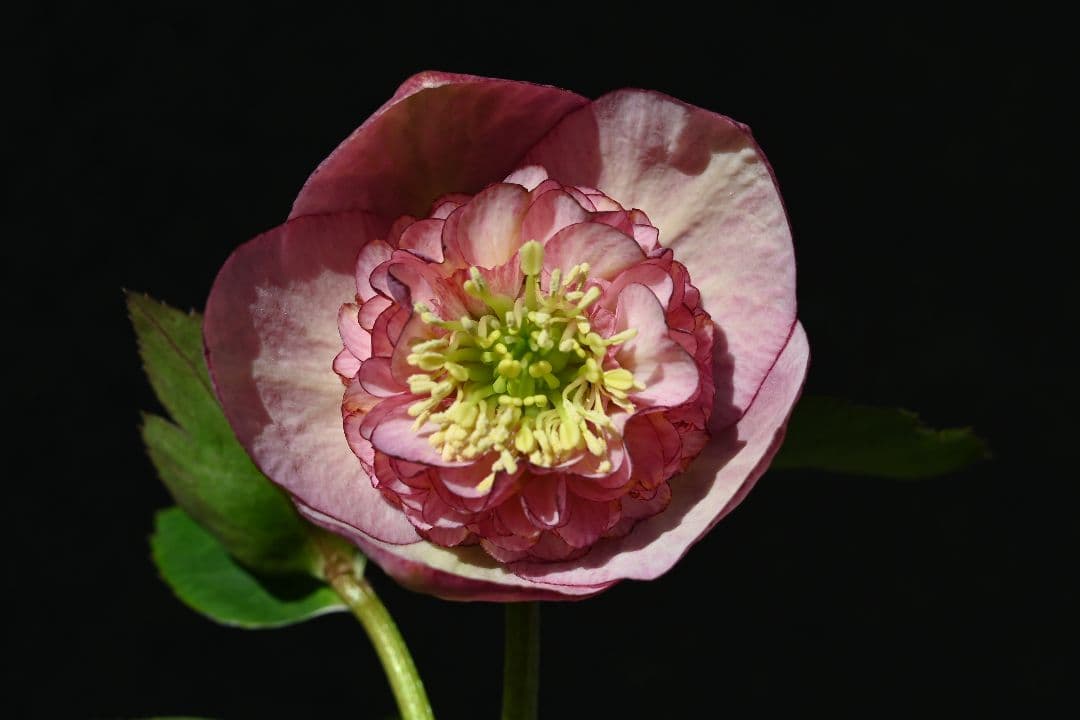 クリスマスローズ　認定カップモーリー　加藤農園