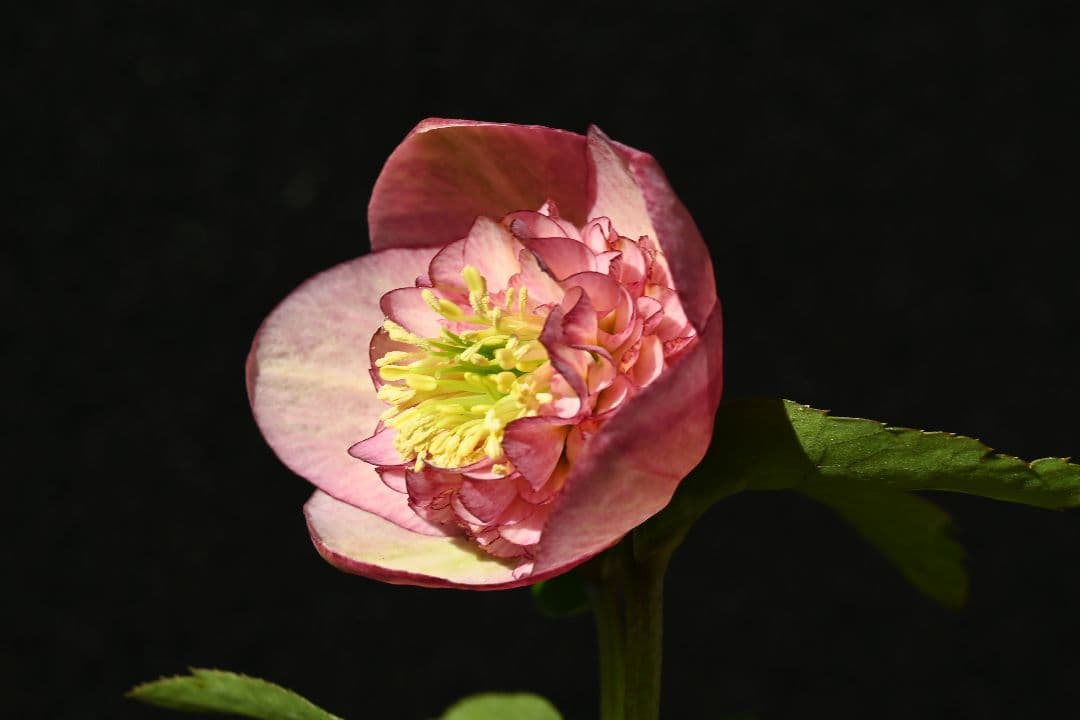 クリスマスローズ　認定カップモーリー　加藤農園