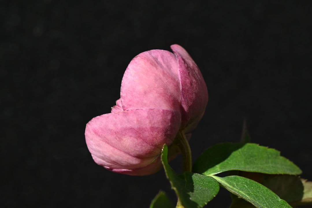 クリスマスローズ　認定カップモーリー　加藤農園