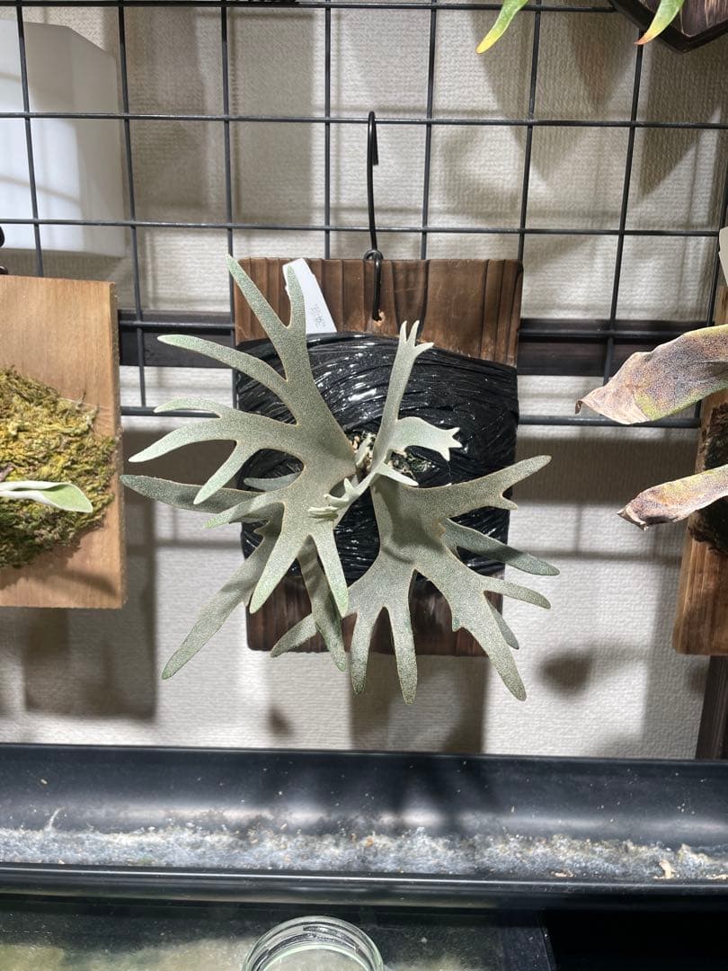 ビカクシダ jenny tc