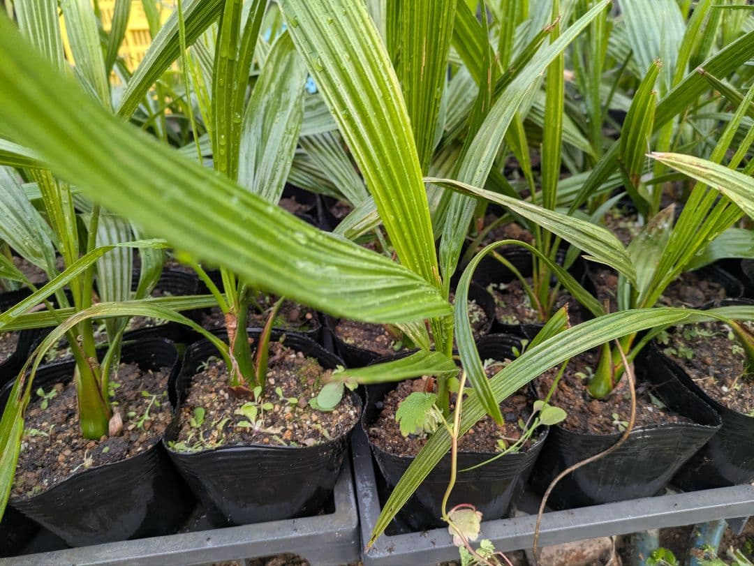 なるべく元気なのだけ選びました。カナリーヤシ50株