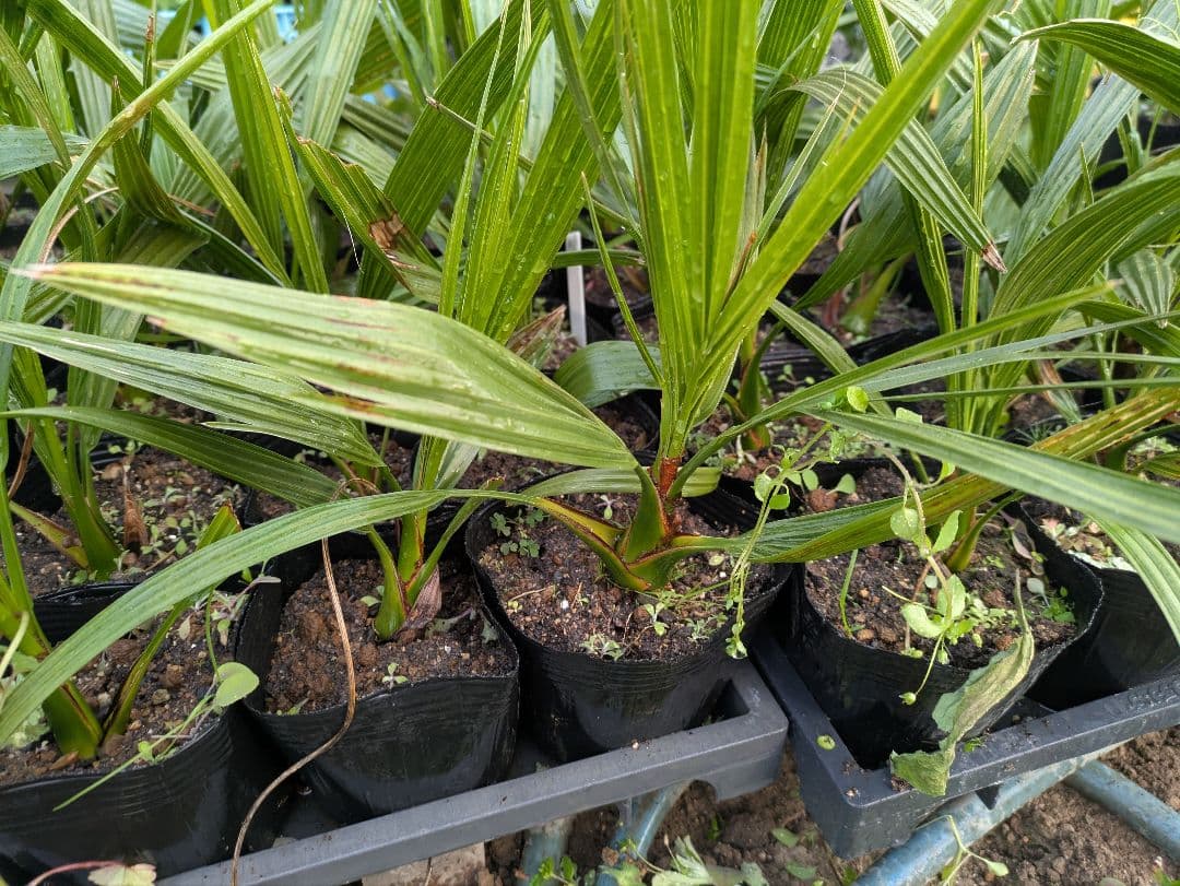 なるべく元気なのだけ選びました。カナリーヤシ50株