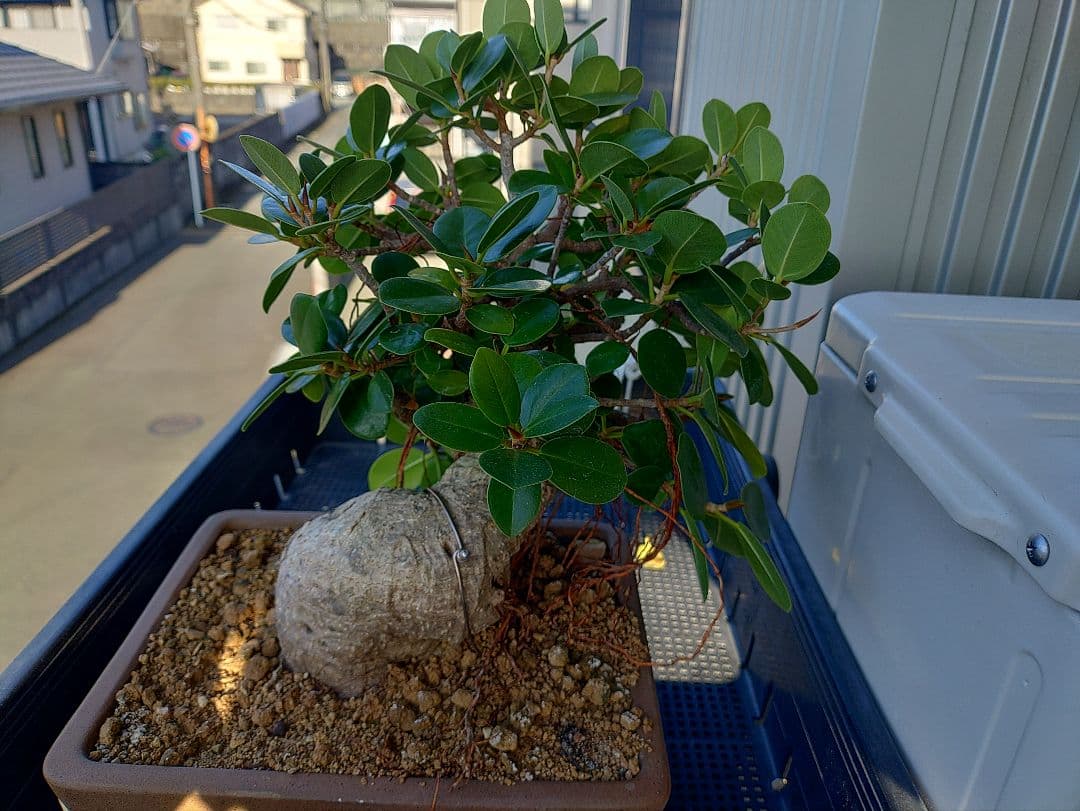 パンダガジュマル盆栽 メルカリ便