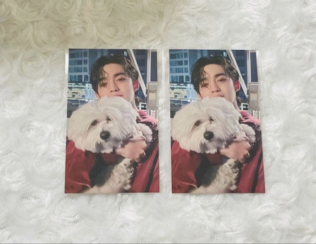 【公式】SEVENTEEN エスクプス クマ 東京ドーム トレカ まとめ売り