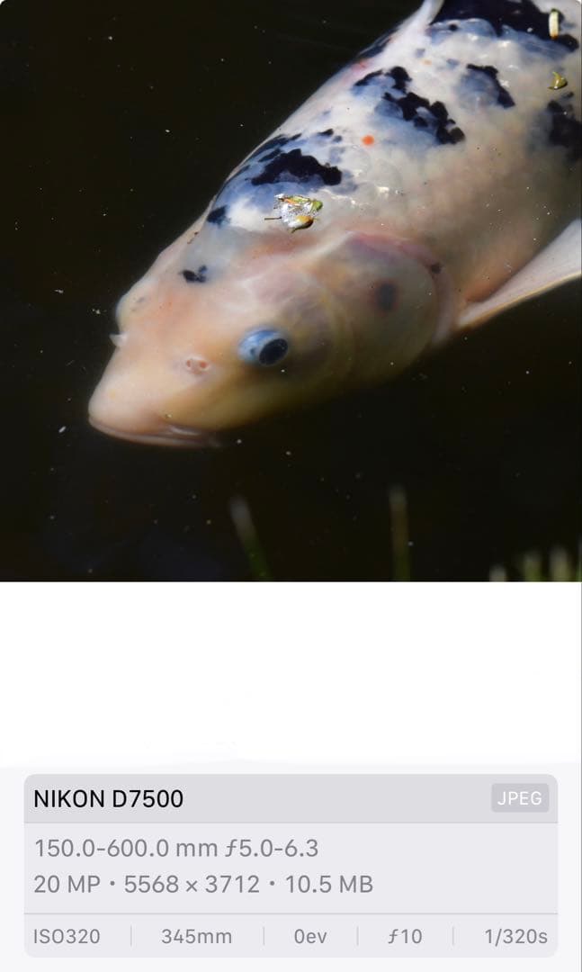 SIGMA 150-600mm F5-6.3 DG OS HSM ニコンF用