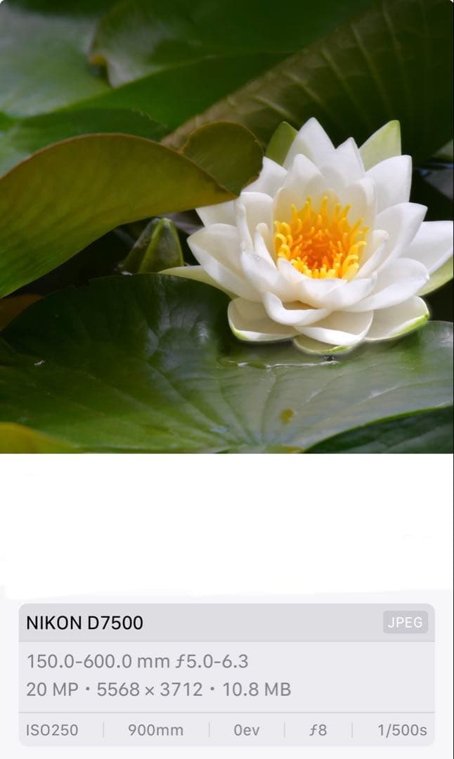 SIGMA 150-600mm F5-6.3 DG OS HSM ニコンF用