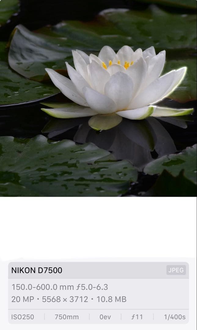 SIGMA 150-600mm F5-6.3 DG OS HSM ニコンF用