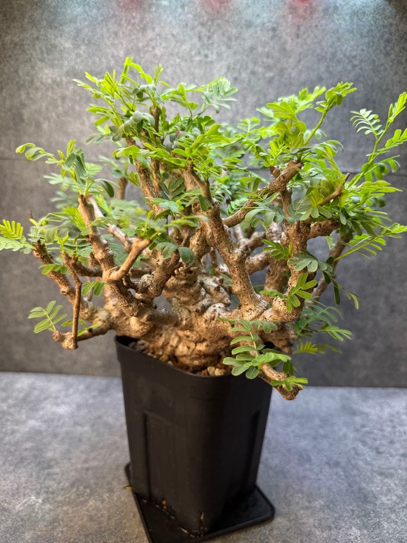 センナ　メリディオナリス　海外実生　発根済み　398