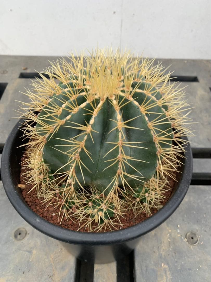 サボテン　王冠竜　鉢8号　24センチ　海さん専用ページ