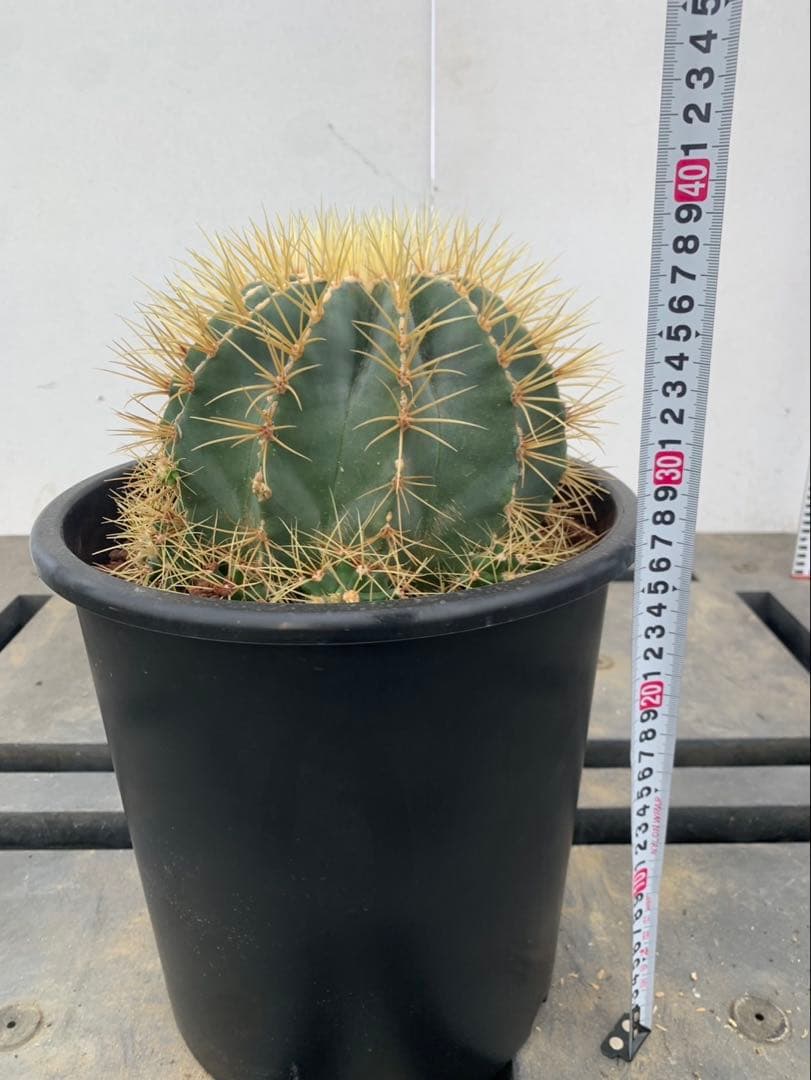 サボテン　王冠竜　鉢8号　24センチ　海さん専用ページ