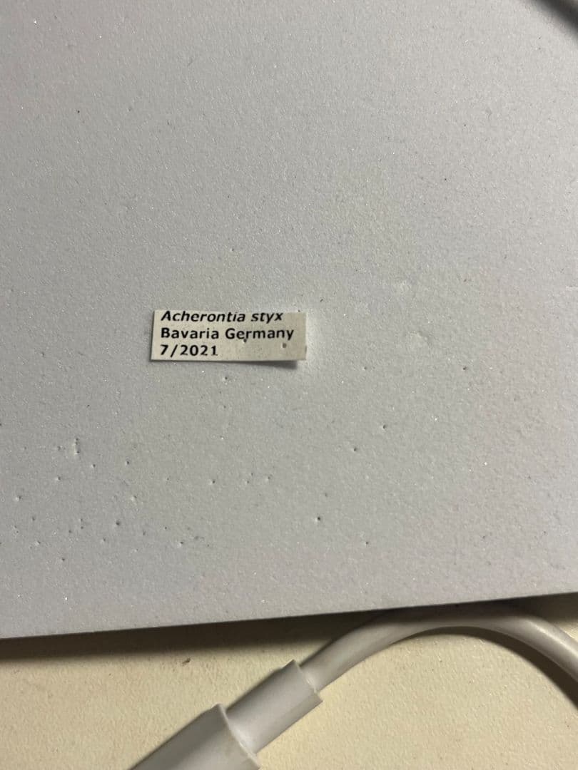 【完璧髑髏】 メンガタスズメ 羊たちの沈黙 標本 蛾 オオミズアオ 蝶