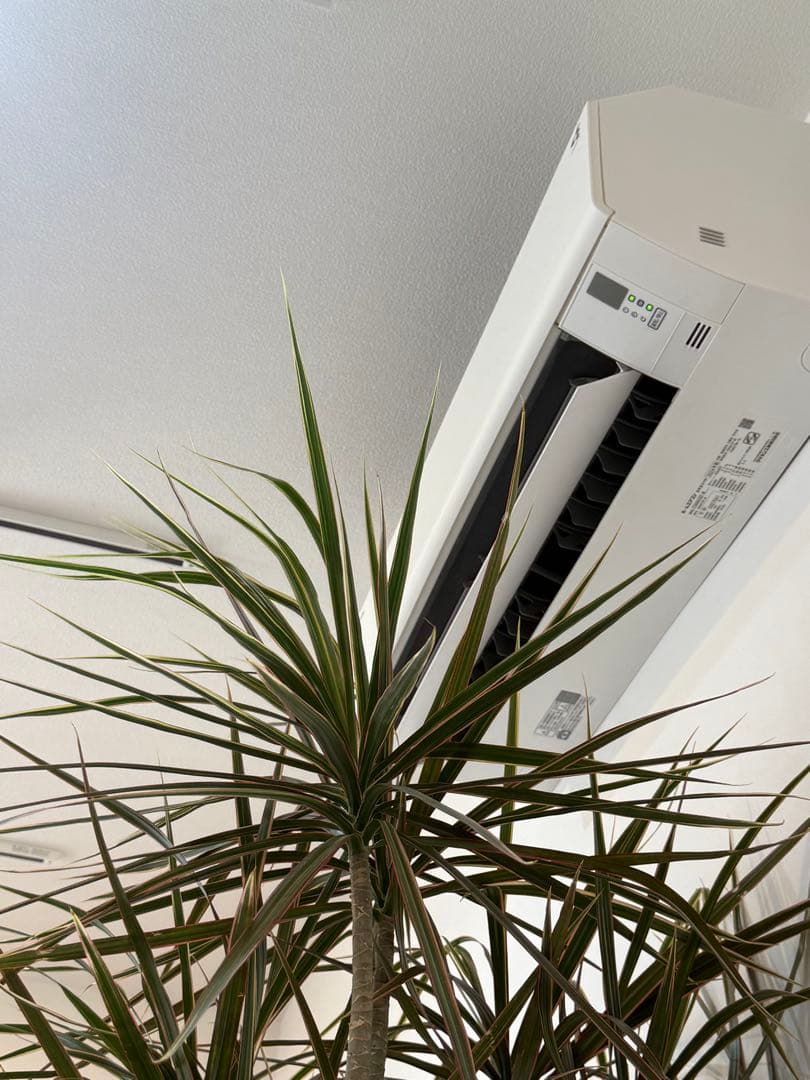 s*e様 (引き取り限定)ドラセナ・コンシンネ “レインボー”