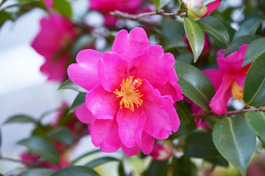 レンズ(単焦点) Nikon AF Micro-NIKKOR 55mm F2.8 #7886