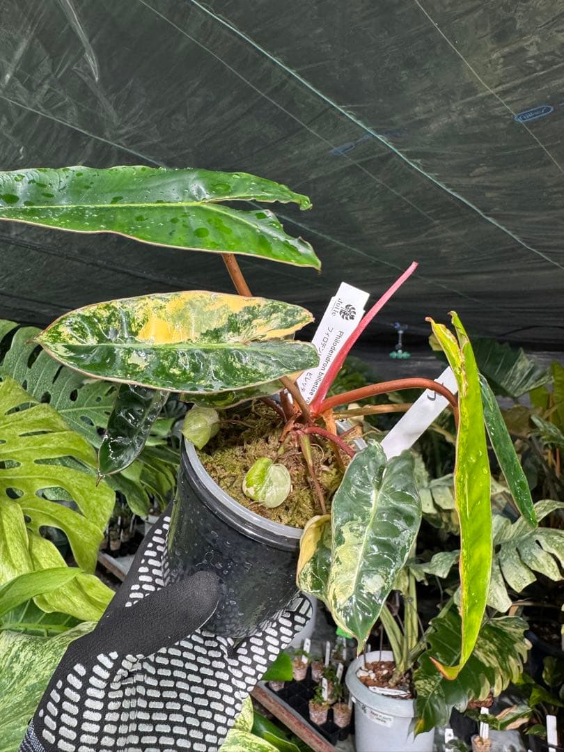 3フィロデンドロン　ビレッティア　斑入り