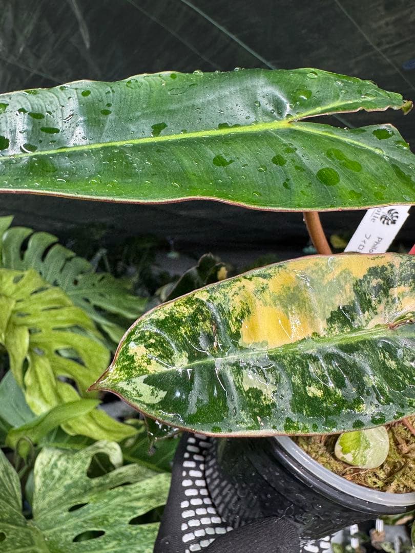 3フィロデンドロン　ビレッティア　斑入り