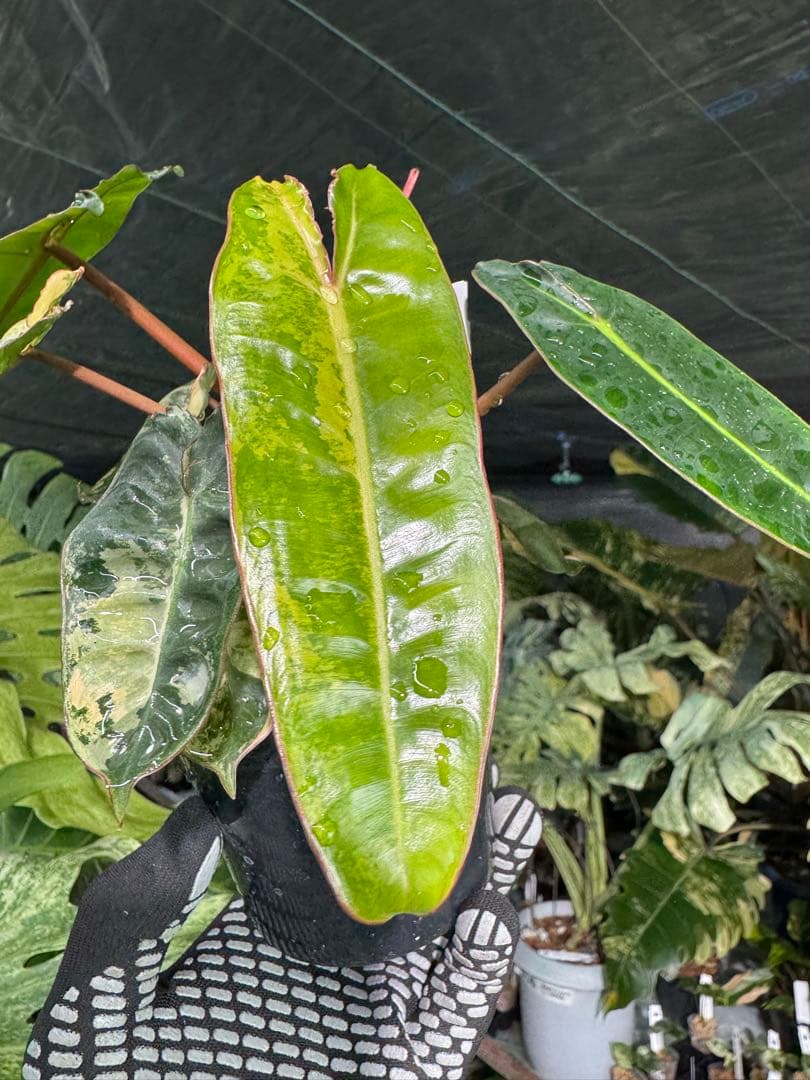 3フィロデンドロン　ビレッティア　斑入り