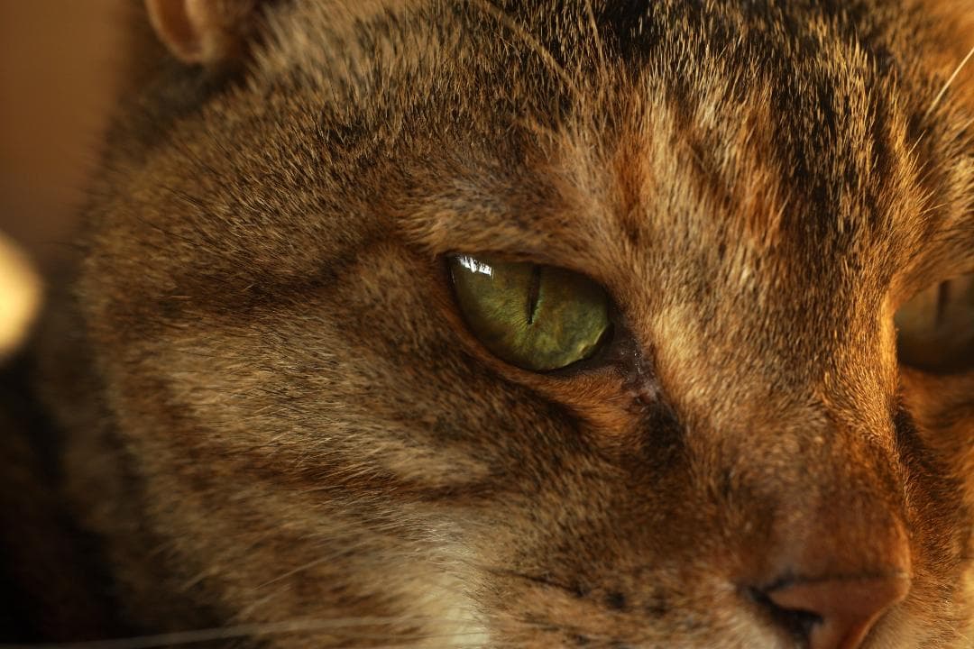 【整備済　試写OK】 Nikon AF NIkkor 60mm F2.8