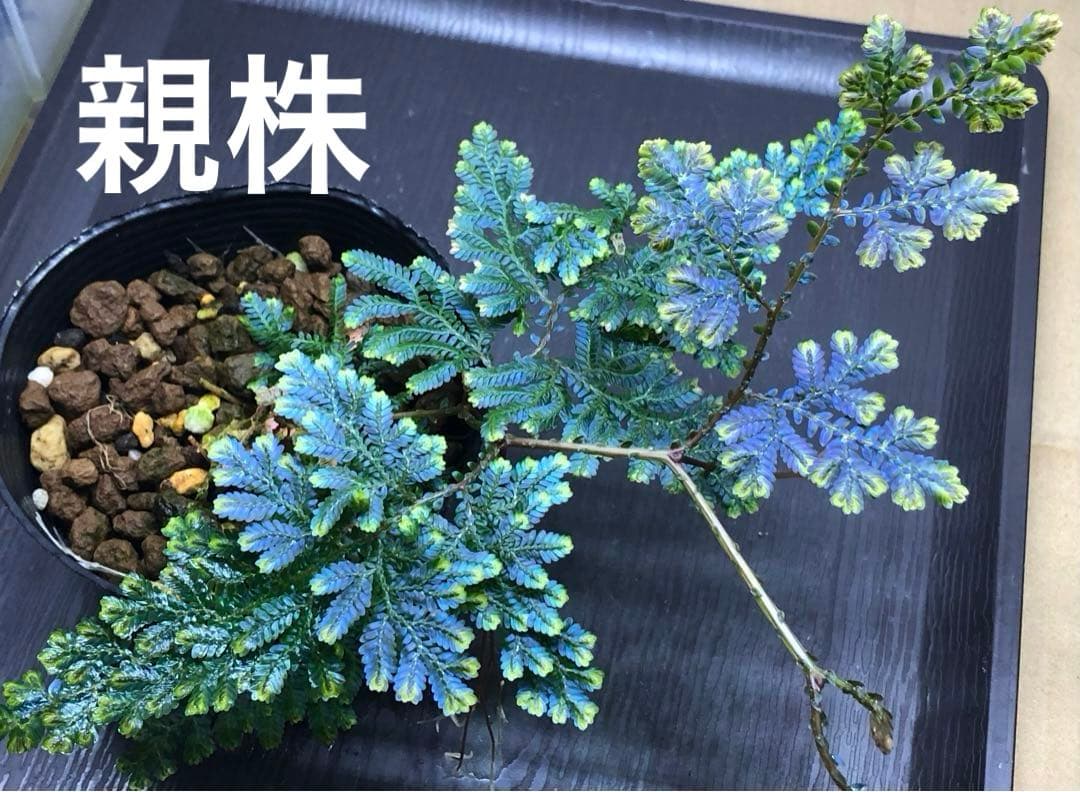 ヤマ様 リクエスト 4点 まとめ商品