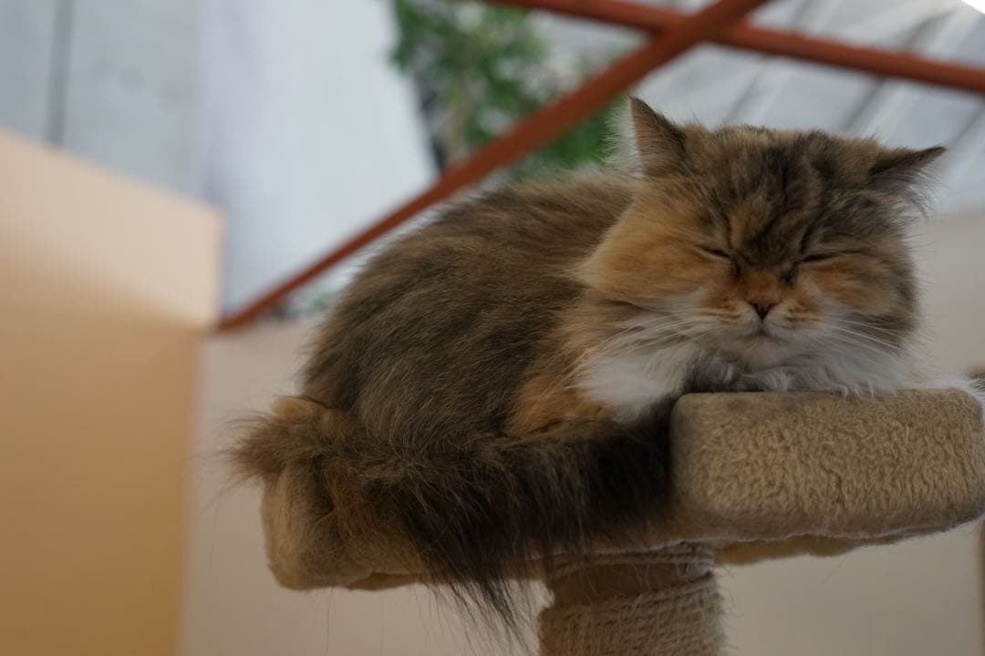 hirocbx様　SONY α7 ILCE-7 SEL50F18F セット