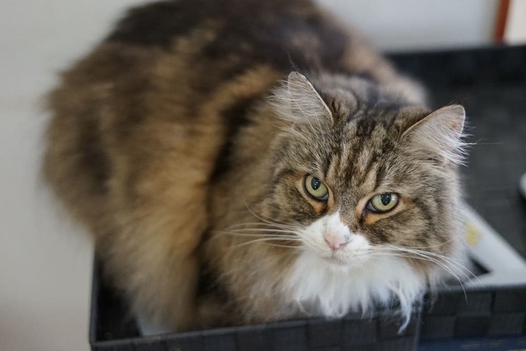 hirocbx様　SONY α7 ILCE-7 SEL50F18F セット