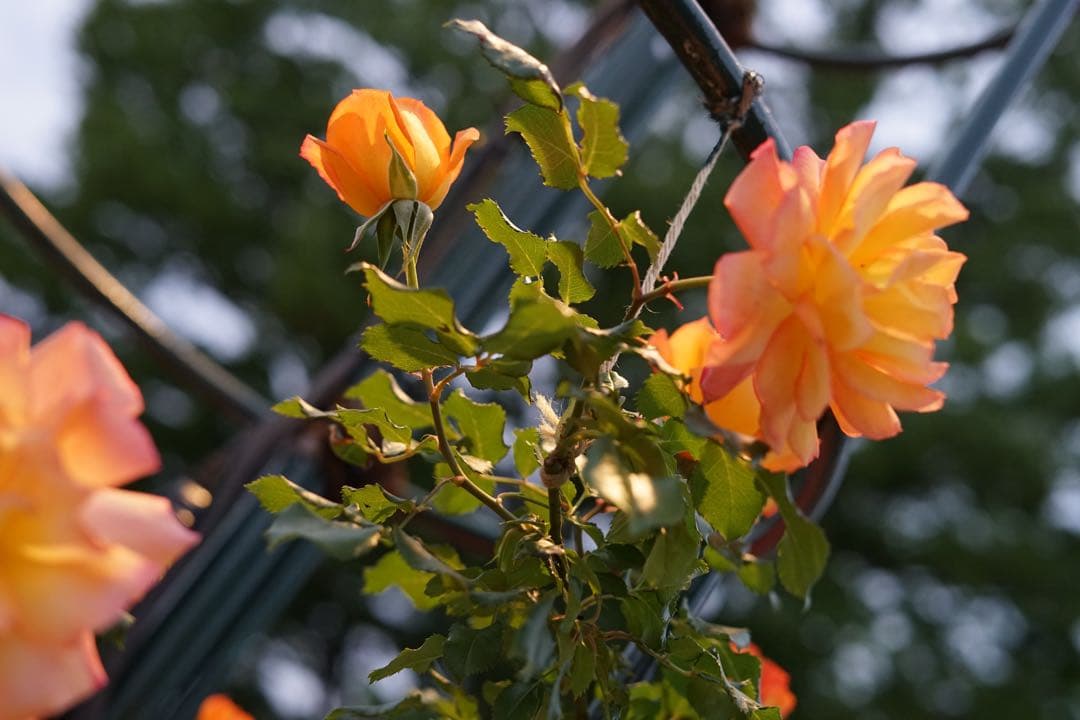 hirocbx様　SONY α7 ILCE-7 SEL50F18F セット