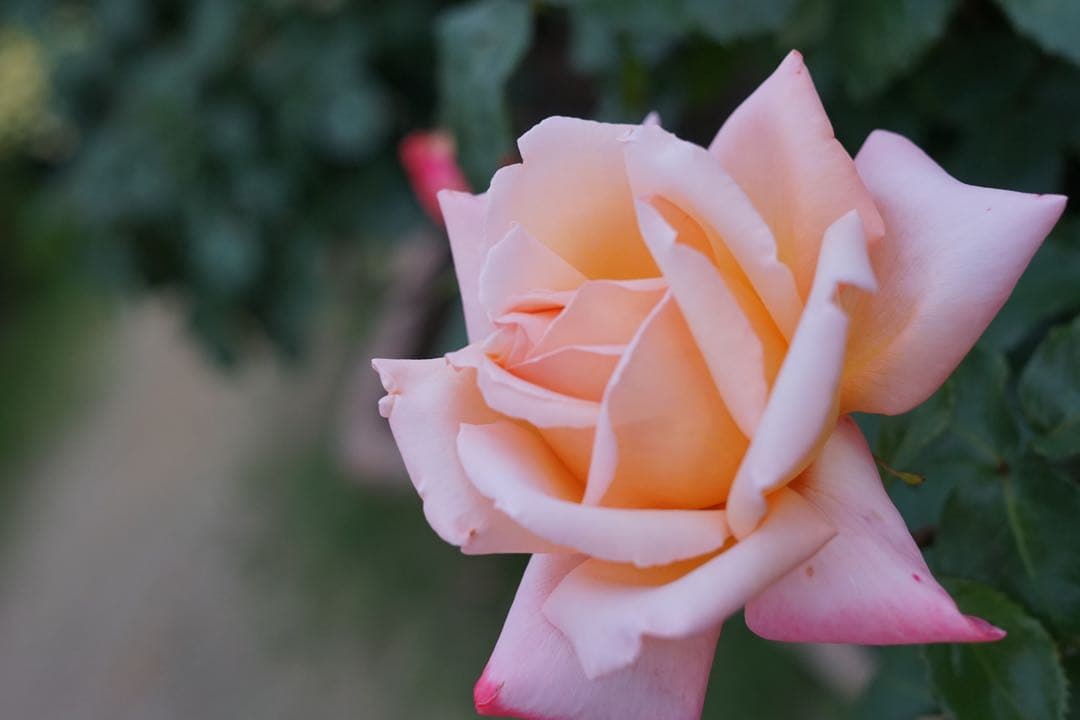 hirocbx様　SONY α7 ILCE-7 SEL50F18F セット