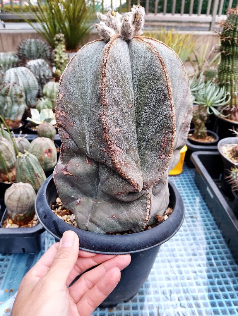 特大 古株 アストロフィツム ランポー 鸞鳳玉