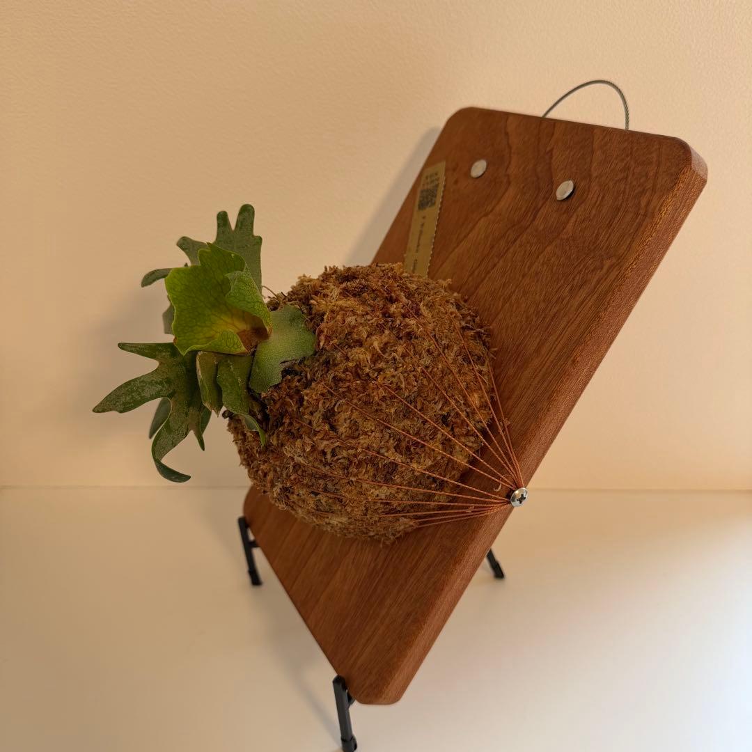 板付　ビカクシダ P. Willinckii Golden Boy