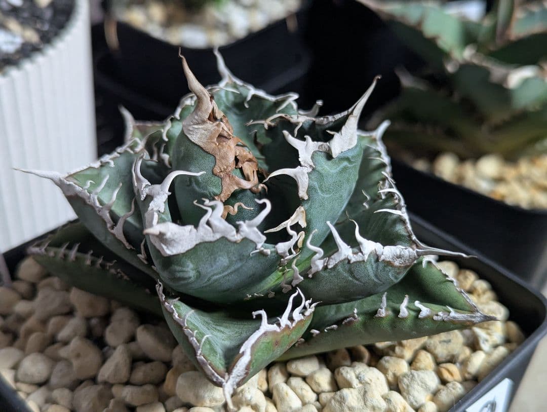 専用です ライトやサーキュレーター等園芸色々セット 13000→11700