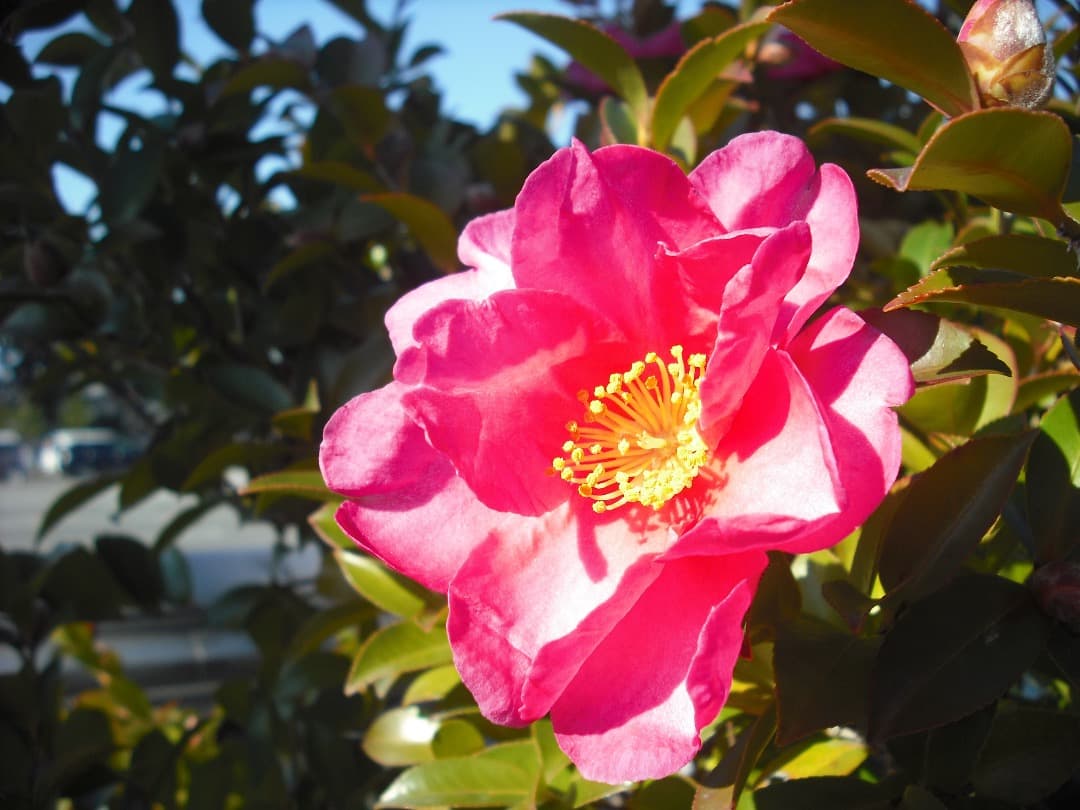 追加有り⭕️外観美品【動作確認済】FUJIFILM FINEPIX J10