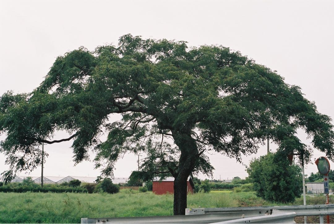 【完動品】CONTAX RTS Ⅱ、ヤシカレンズ 50mm f1.7 作例あり