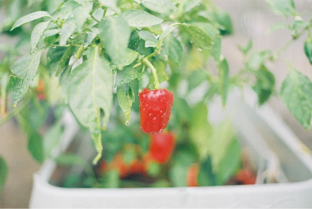 【完動品】CONTAX RTS Ⅱ、ヤシカレンズ 50mm f1.7 作例あり