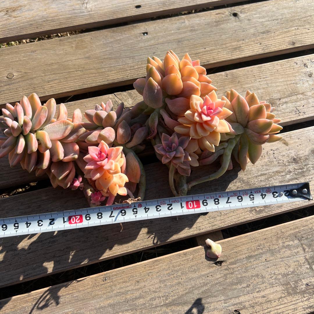 多肉植物　淡雪錦.抜き苗4株..法師錦1株