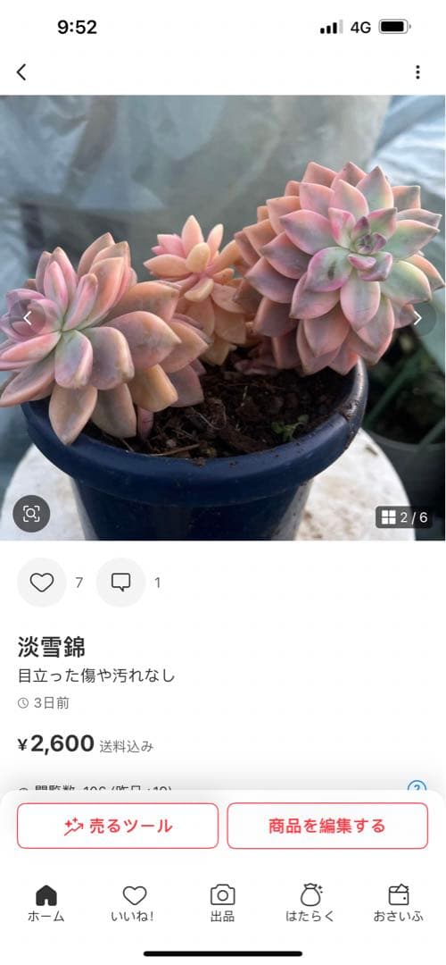 多肉植物　淡雪錦.抜き苗4株..法師錦1株