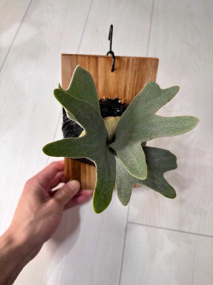 ビカクシダ P.Bambi