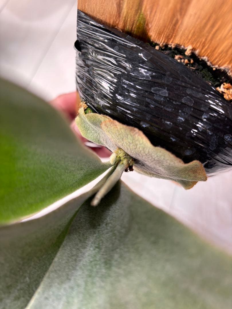 ビカクシダ P.Bambi